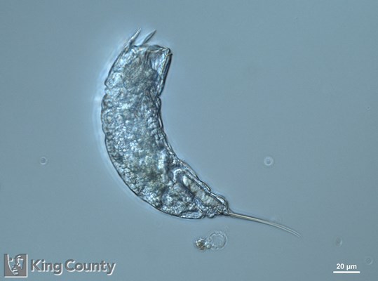 Photo of Chaetopteridae